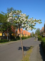 Kirsebaer_IMG_7764