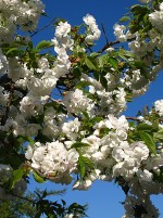 Kirsebaer_IMG_7765