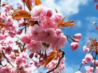 Kirsebaer_IMG_7782